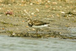 tournepierre_a_collier_03-2 null