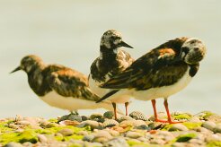 tournepierre_a_collier_10-2 null