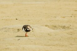 tournepierre_a_collier_11-2 null