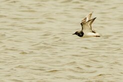 tournepierre_a_collier_12-2 null