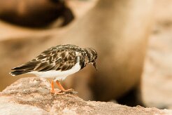 tournepierre_a_collier_15-2 null