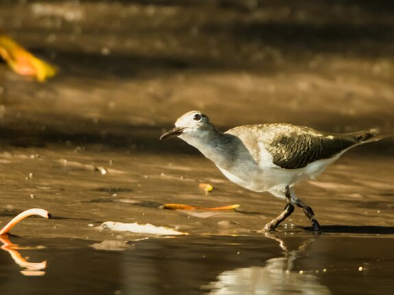 Bécasseau sanderling