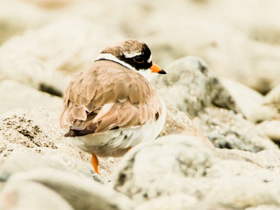 Charadriidés (Pluviers)