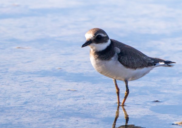 Charadriidés (Pluviers)