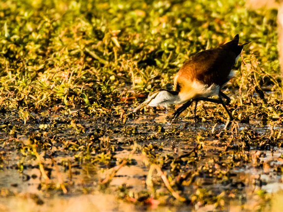 Jacanidés (Jacanas)