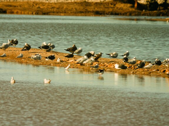 Laridés (Goélands et mouettes)