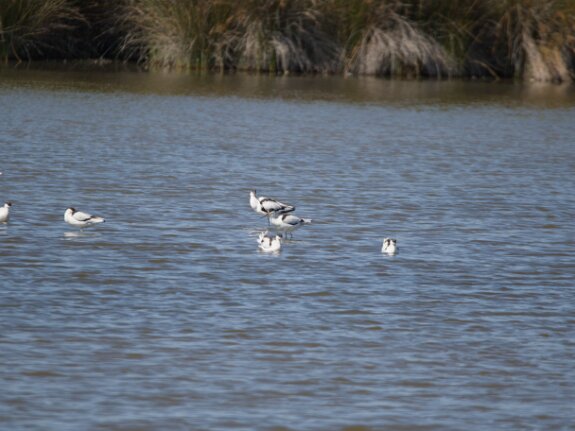 Récurvirostridés (Échasses et avocettes)