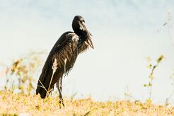 African Openbill (Bec-ouvert Africain)_7D2_1896 null