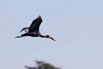 African Openbill (Bec-ouvert Africain) Chief Island