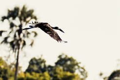 African Openbill (Bec-ouvert Africain)_7D2_2332 null