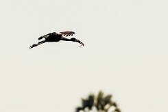 African Openbill (Bec-ouvert Africain)_7D2_2337 null