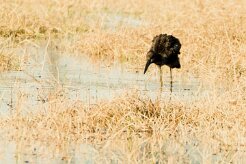 African Openbill (Bec-ouvert Africain)_7D2_2527 null