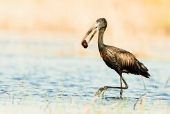 African Openbill (Bec-ouvert Africain)_7D2_2787 null