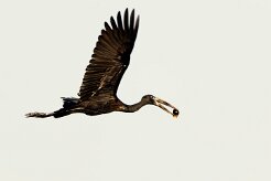 African Openbill (Bec-ouvert Africain)_7D2_2788 null