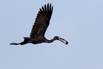 African Openbill (Bec-ouvert Africain) Chief Island