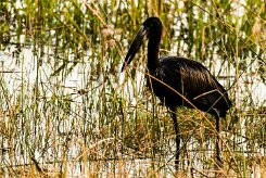 African Openbill (Bec-ouvert africain)_x737A4456-2 null