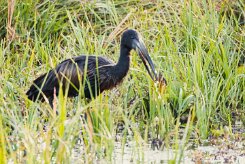 African Openbill (Bec-ouvert africain)_x737A4946-2 null