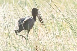 African openbill (Bec-ouvert africain)_x737A3667-2 null