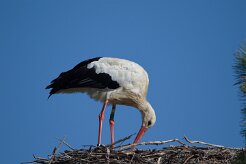 Cigogne blanche_737A0857 null