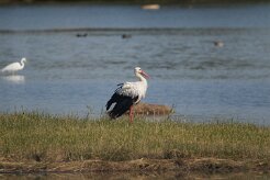 Cigogne blanche_737A0905 null