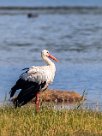 Cigogne blanche Cigogne blanche