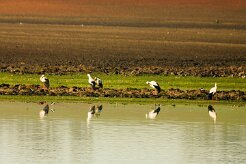 cigogne_blanche_08-2 null