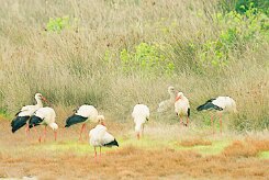 cigogne_blanche_12-2 null