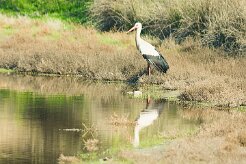 cigogne_blanche_14-2 null