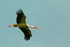 cigogne_blanche_15-2 null