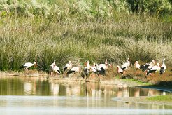 cigogne_blanche_16-2 null
