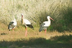 cigogne_blanche_17-2 null