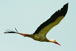 cigogne_blanche_18-2 null