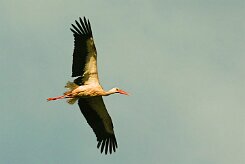cigogne_blanche_20-2 null