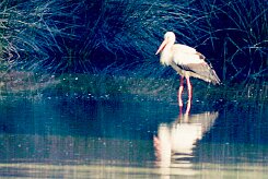 cigogne_blanche_21-2 null