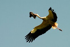 cigogne_blanche_22-2 null