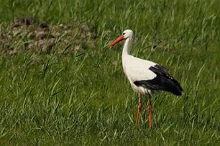 cigogne_blanche_25 null