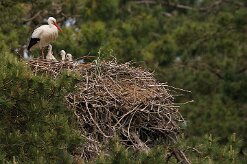 cigogne_blanche_26 null