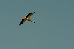 cigogne_blanche_27-2 null