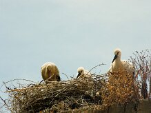cigogne_blanche_28-2 null