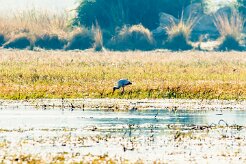 Yellow-billed Stork (Tantale ibis)_x737A3805-2 null