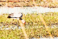 Yellow-billed Stork (Tantale ibis)_x737A4046-2 null