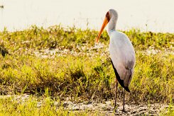 Yellow-billed Stork (Tantale ibis)_x737A5260-2 null