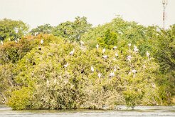 Yellow-billed stork (Tantale Africain)_7D1_4392 null