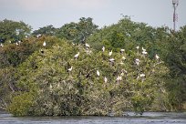 Yellow-billed stork (Tantale ibis) Chobe River