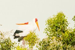 Yellow-billed stork (Tantale Africain)_7D2_0640 null