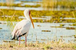 Yellow-billed stork (Tantale Africain)_7D2_0819 null