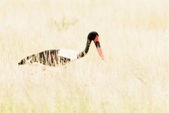 Saddle-billed Stork (Jabiru d'Afrique)_737A5444 null