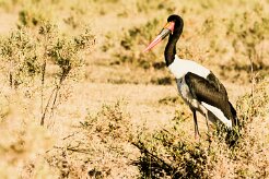 Saddle-billed Stork (Jabiru d'Afrique)_x737A4655-2 null