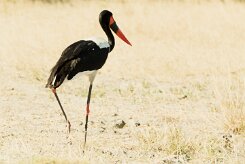 Saddle-billed Stork (Jabiru d'Afrique)_x737A4749-2 null