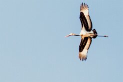 Saddle-billed Stork (Jabiru d'Afrique)_x737A4990-2 null